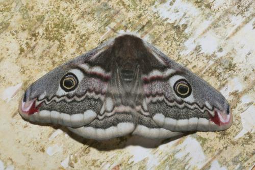 Réf. 179 829 : Saturnia pavonia